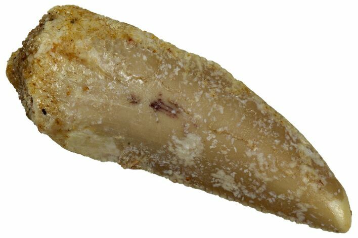 Serrated, Raptor Tooth - Real Dinosaur Tooth #296175